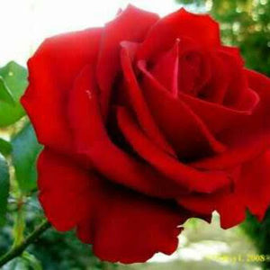 Meet your Posher, Ofelia